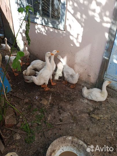 Гусята подрощеные, куры, индоутки