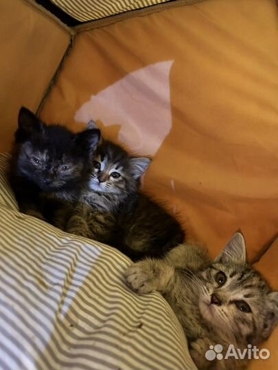 Котята отдам в хорошие руки