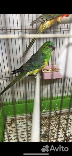 Корелла, Певчий попугай