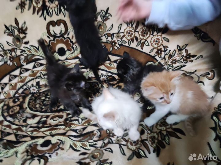 Кошка в дар