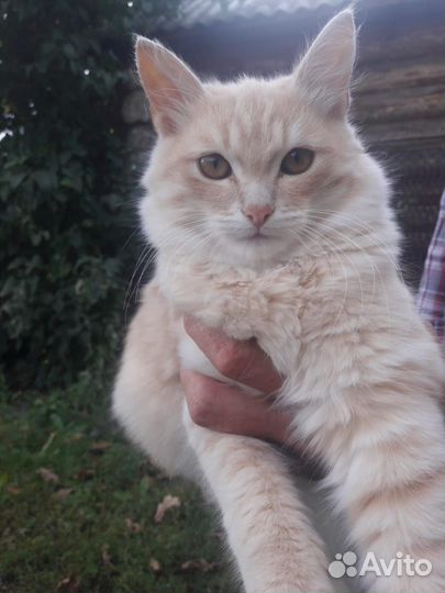 Кошка и котята