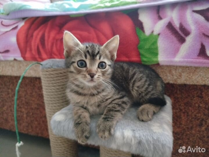 Котята шпротики