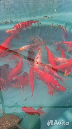 Рыбки кои кометы