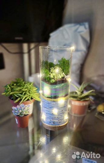 Флорариум. Суккулеты. Букет. Подарок