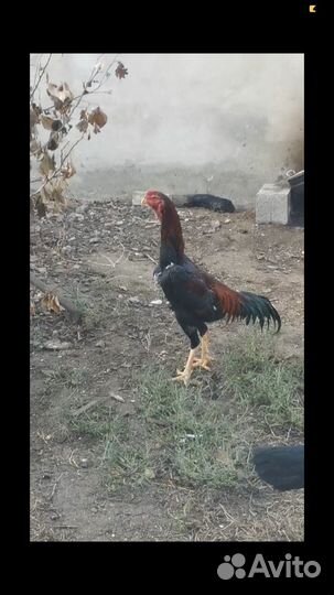 Бойцовые петух