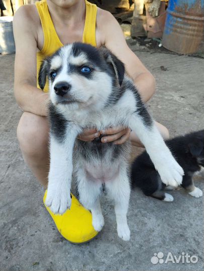 Собаки щенки