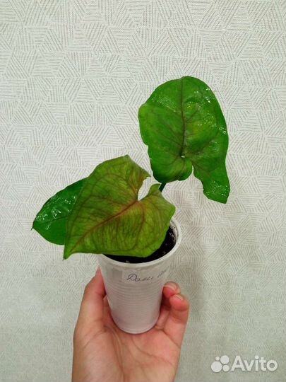 Сингониумы сортовые