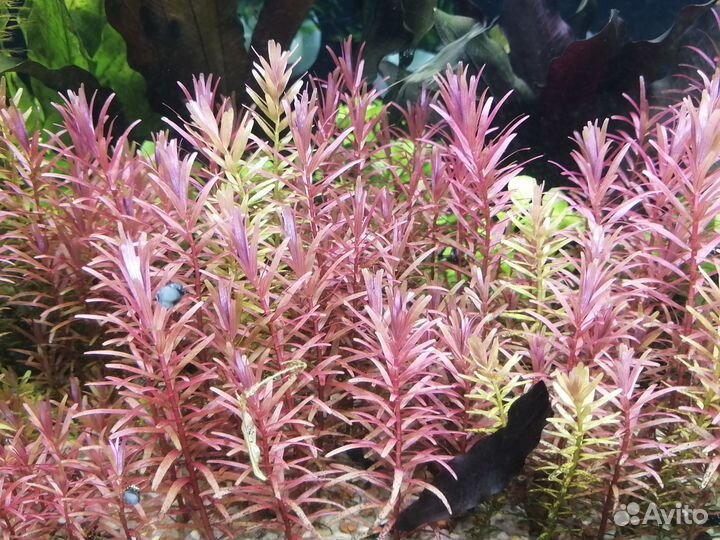 Аквариумные растения бесплатно