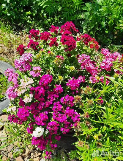 Гвоздика китайская,седум(очиток),хлорофитум