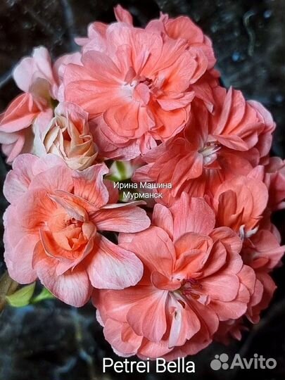 Черенки пеларгон