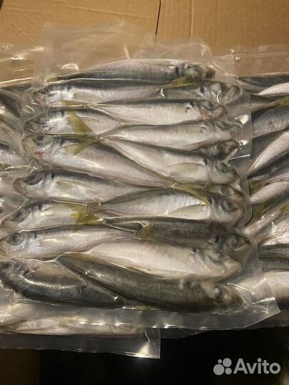 Ставрида черномрская