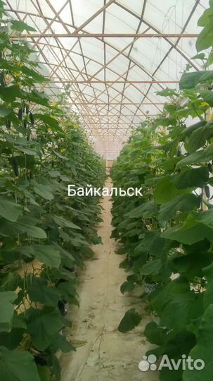 Тепличный бизнес