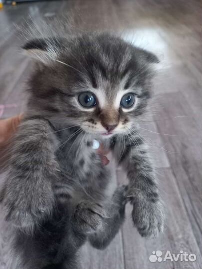 Кошка в дар