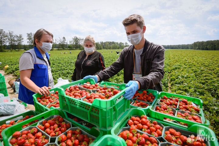 Вахта сборщик фруктов краснодарский край