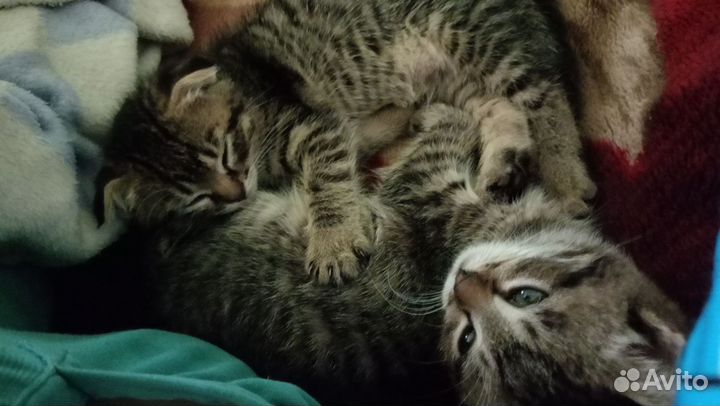 Котята в добрые руки бесплатно