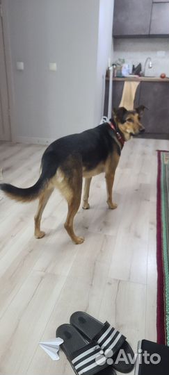 Передержка животных, зоогостиница