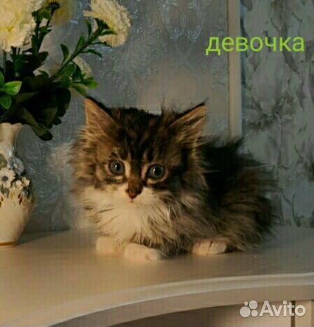 Ищем дом пушистой девочке котенку