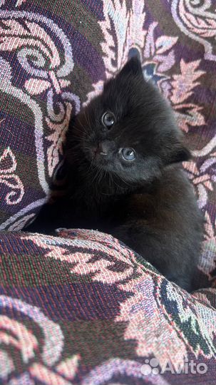 Отдам бесплатно