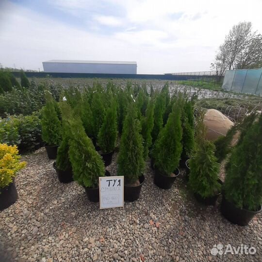 Туя Смарагд оптом