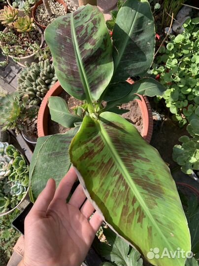 Комнатные растения