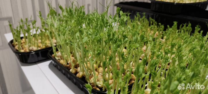 Микрозелень