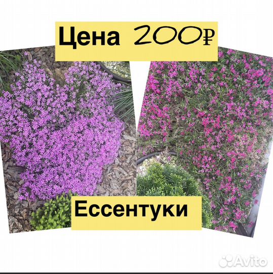 Флокс шиловидный