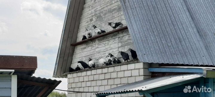 Голуби старо бакинские бойные