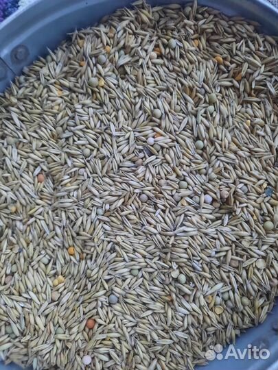 Пшеница, ячмень, овес с горохом, солома