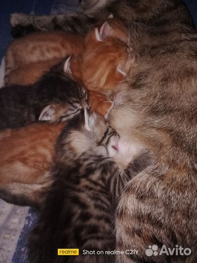 Котятки табби в добрые руки