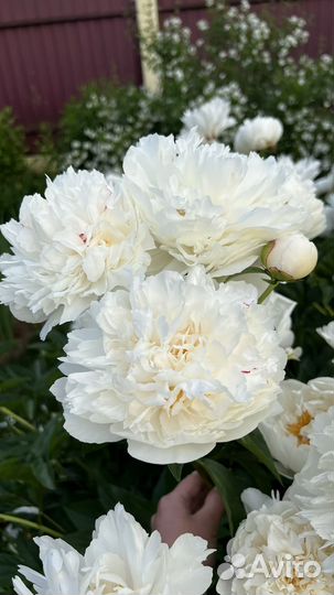 Беллый пион. Корни