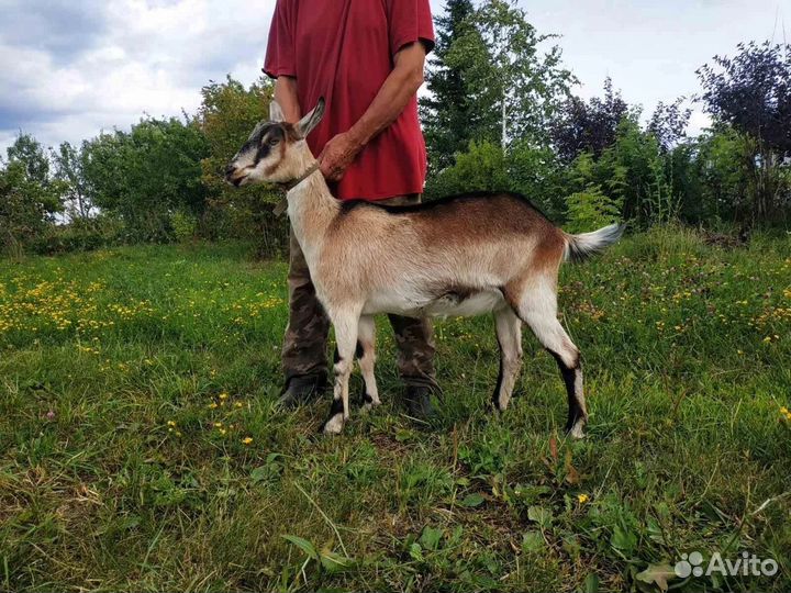 Альпийские козы