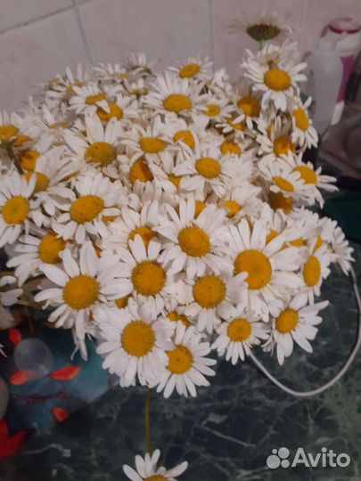 Ромашки цветы