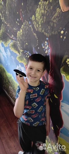 Куколки живых тропических бабочек