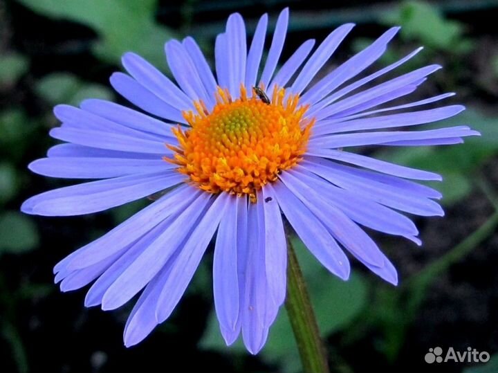 Ромашка желтая, белая крупная, голубая, красная