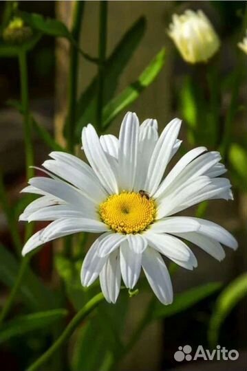 Эхиноцея Барвинок