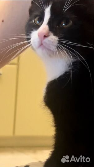 Черненький котенок Феля