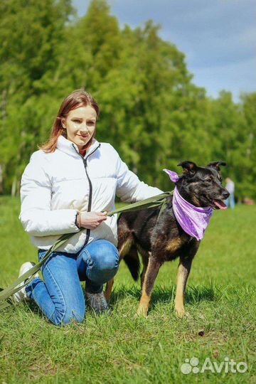 Собака в добрые руки отдам бесплатно