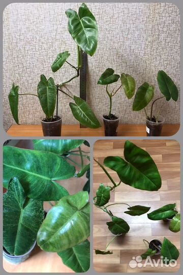 Филодендроны, сциндапсус