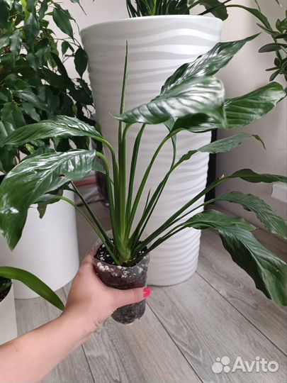 Спатифиллум / женское счастье растения