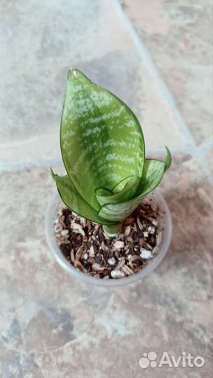 Сансевиерии сортовые