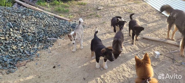 Щенки бесплатно