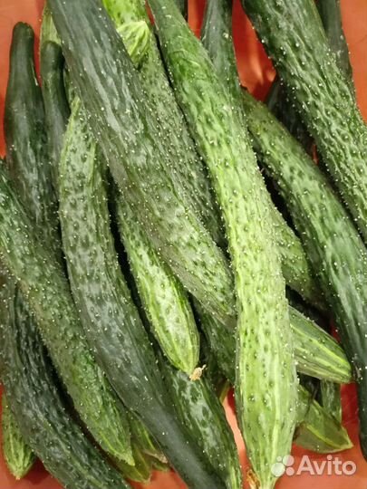 Огурцы свежие домашние