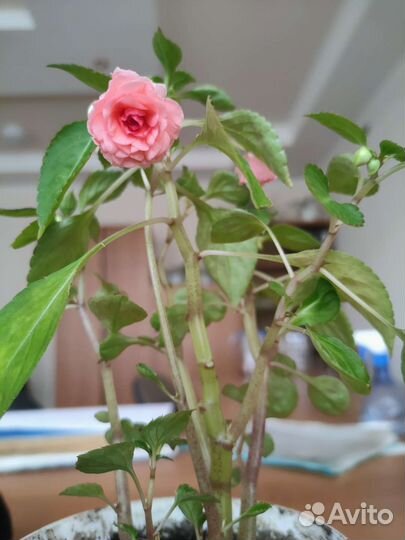 Бальзамин махровый, Ванька мокрый