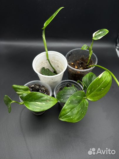 Филодендрон кобра вариегатный