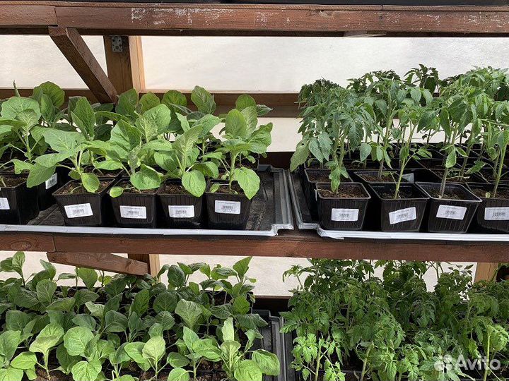 Рассада овощей и цветов