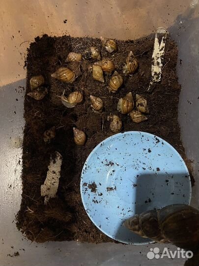 Улитки ахатины