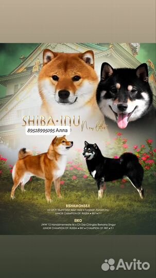 Сиба ину щенки
