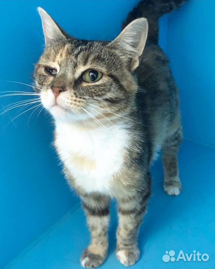 Соечка. Ласковой кото-девочке нужен человек