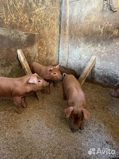Поросята дюрок