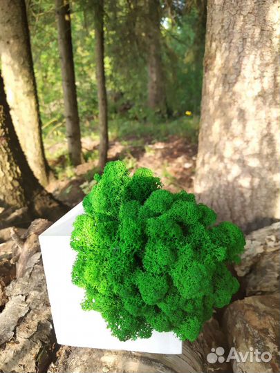 Декор из мха и гипса 